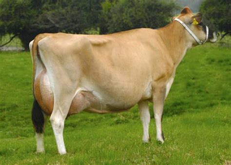 Prambhi offers a2 desi cow bilona ghee which is a rasayana for the body. Desi Cow Breeds Of India List 2
