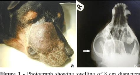 Submandibular Gland Swelling In Dogs
