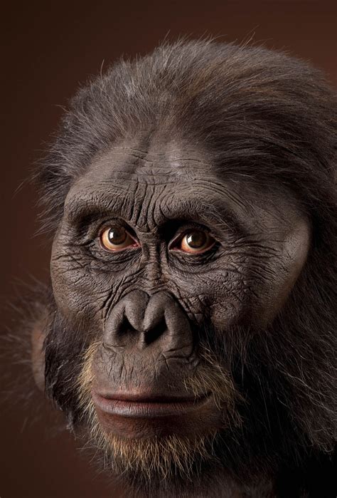 australopithecus afarensis al 444 reconstruction by john gurche human evolution human