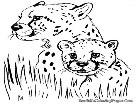 20 Cheetah Coloring Pages To Print Png Color Pages Collection