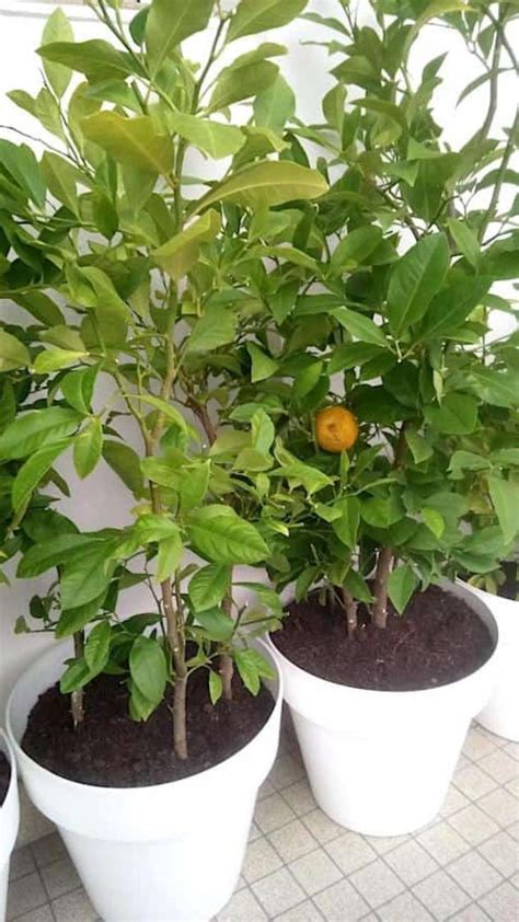 Tout ce quil faut savoir pour cultiver les mandarines à profusion et