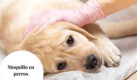 Moquillo en perros Síntomas causas y tratamientos