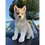 Miniature Siberian Husky Puppies For Sale  Ontario CA 325433