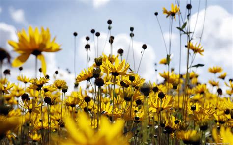 See a recent post on tumblr from @eatsleepbuzz about yellow background. tumblr wallpapers, photos and desktop backgrounds up to 8K ...