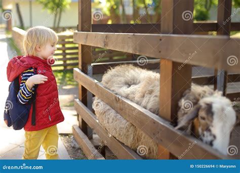 Little Boy Petting Sheep Child In Petting Zoo Kid Having Fun In Farm