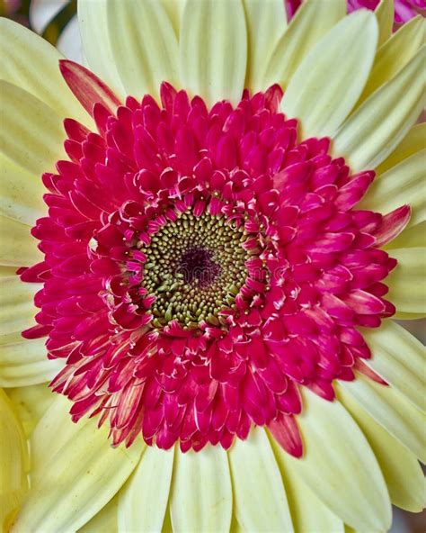 Gerber Daisy Flower Closeup Stock Photo Image Of Bright Colorful