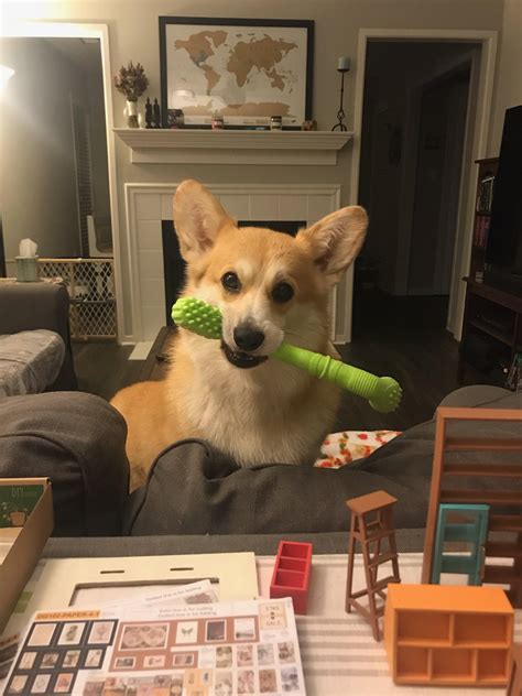 Stop building tiny furniture, it's time to play : r/corgi