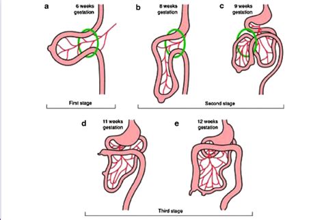 The Three Stages Of Gastrointestinal Development Stage 1 A