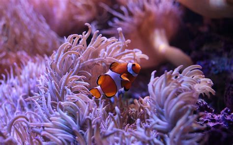 8 Exhibits At Sea Life Sydney Aquarium You Cannot Miss