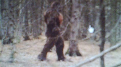 Real Bigfoot Caught On Camera One Big Sob Youtube
