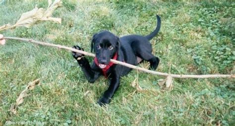 Dogs With Big Sticks Sharesloth