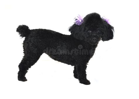 2275 Black Toy Poodle Stock Photos Free And Royalty Free Stock Photos