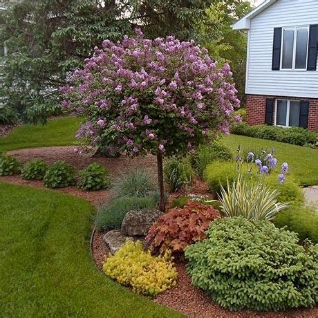 I have three young seedlings from under the. Palibin Lilac, Tree Form | Front yard landscaping design ...