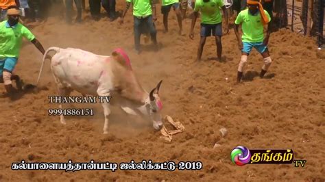 #jallikattu2019 has become the talk of town amongst it professionals in chennai. kalpalaiyathanpaty jallikattu -2019 part 3/ 2 - YouTube