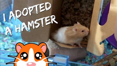 Adopting A Special Needs Hamster From Petsmart Youtube