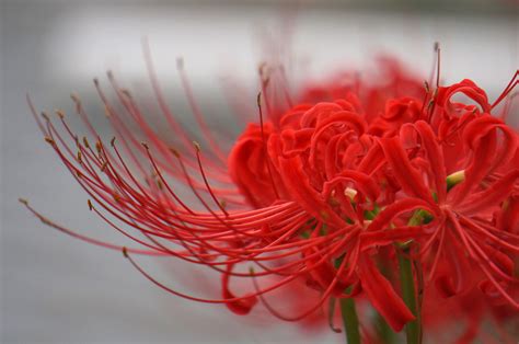 Spider Lily Wallpapers Top Free Spider Lily Backgrounds Wallpaperaccess