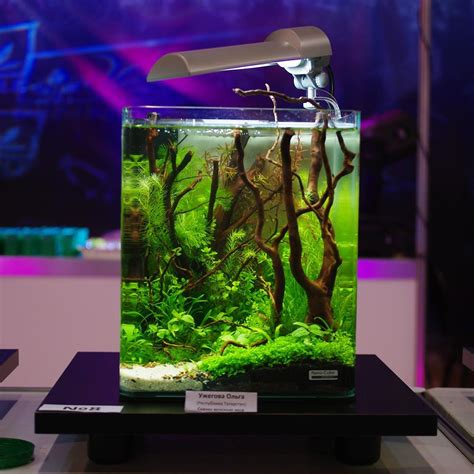 How to set up a low. Конкурс аквариумного дизайна DENNERLE Nano Cube® 2011 ...