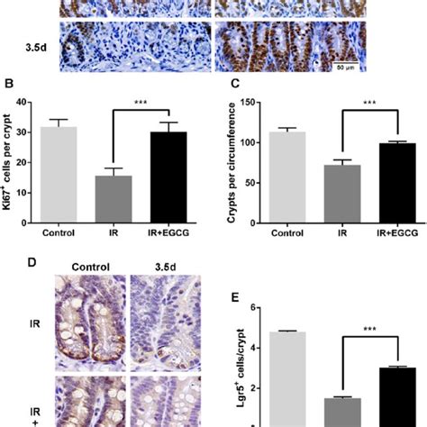 Egcg Promotes Crypt Epithelial Cell Proliferation And Increases The