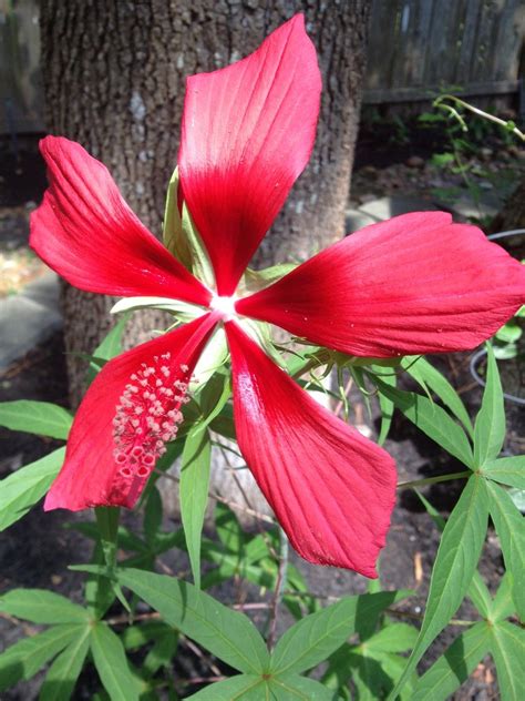 Explore other popular home services near you from over 7 million businesses with over 142 million reviews and opinions from yelpers. Not sure what type of flower this is but I was a beautiful ...