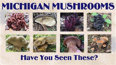 Michigan Mushrooms And Shout Outs Youtube