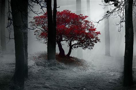Red In A Mystic Forest Red Tree Forest Photography Creative Pictures