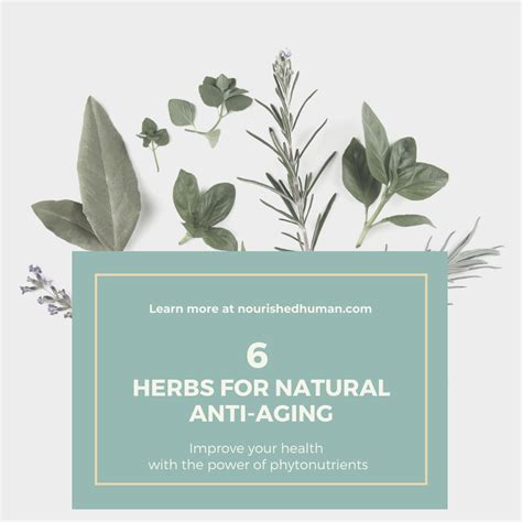 6 Herbs For Natural Anti Aging Natural Anti Aging Plant Therapy