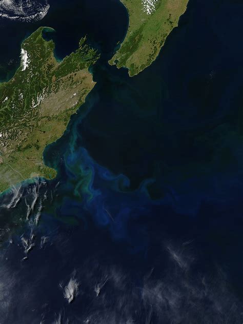 Nasa Modis Image Of The Day January 1 2013 Phytoplankton Bloom Off