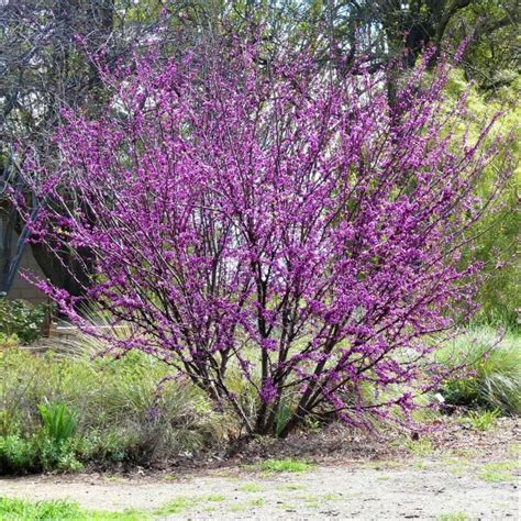 Western Redbud Tree Buy At Nature Hills Nursery