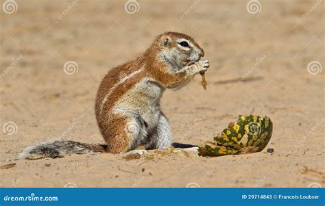 Ground Squirrel Eating Stock Image Image Of Meal Nature 29714843