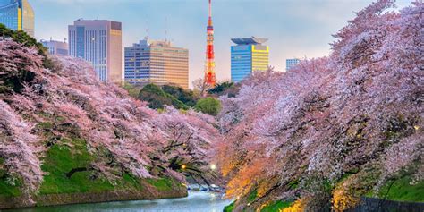 Munculnya bunga sakura yang pertama disebut dengan istilah kaika, dan biasanya dari situ bisa digunakan sebagai indikasi prediksi kapan sakura akan mekar sepenuhnya. 13 Tempat Terbaik Untuk Melihat Bunga Sakura Di Jepang ...