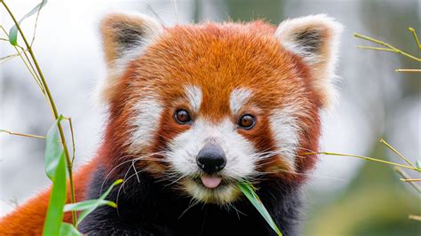 Wallpaper Red Panda Wildlife Animals Closeup Leaves 3840x2160