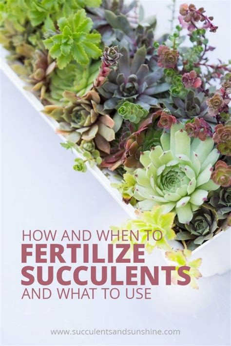 Learn How To Fertilize Succulents Succulents And Sunshine Succulent