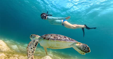 Maho Bay Turtle Snorkel Sail Musement