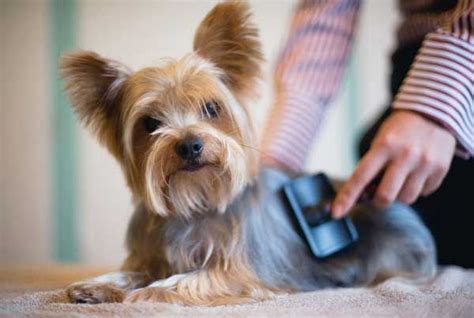 How To Groom A Yorkie At Home Yorkshire Terrier Grooming Yorkie