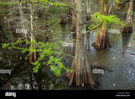 Bald Cypress Trees Reflection In Hi Res Stock Photography And Images