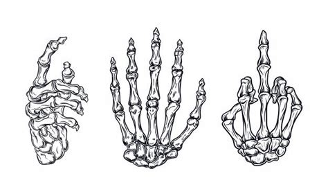 Hand Bones Set Vector Illustration Skeleton Hands Drawing Skeleton