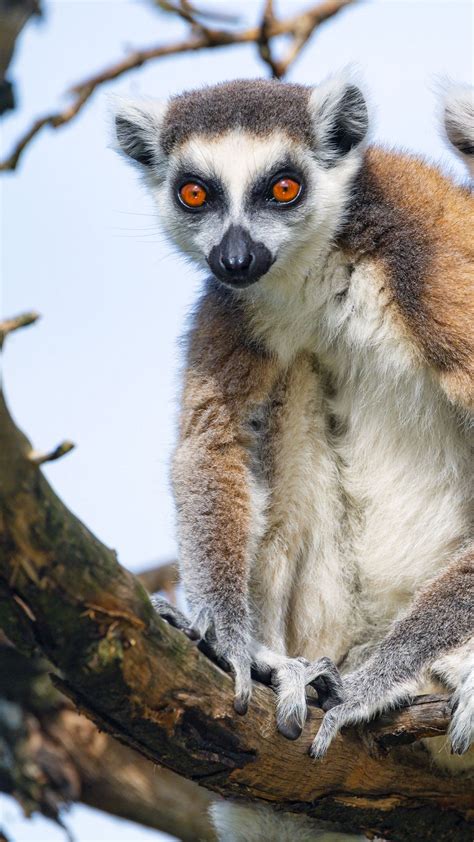 Wallpaper Lemur Tree Funny