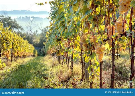 Sunny Morning In Green Grapevine Of Italian Wineyard Colorful Vineyard
