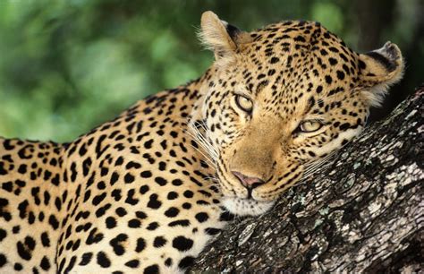 Africas Top 10 Safari Animals And Where To See Them