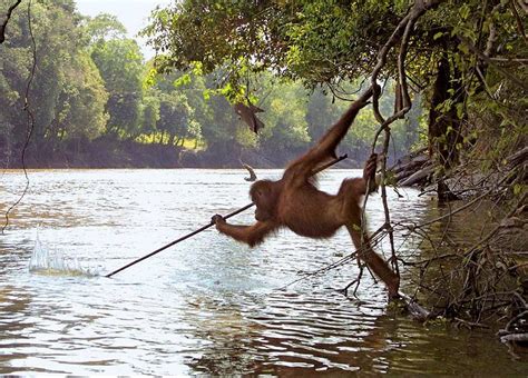 Real Story Behind This Viral Photo Of An Orangutan