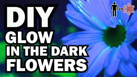 Allow the flower to sit in the water for several hours to absorb the fluorescent highlighter ink! DIY Glow in the Dark Flowers - Man Vs Science #6 - YouTube