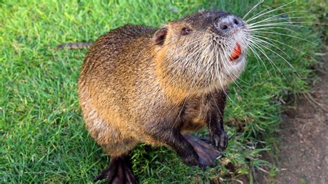 Nutria An Animal You Will Be Seeing More Of