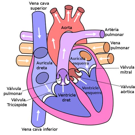 Learn about its function, parts, location on the body the gallbladder sits under the liver, along with parts of the pancreas and intestines. Human Heart Diagram Simple