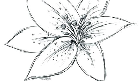 Water Lily Flower Drawing At Explore Collection Of