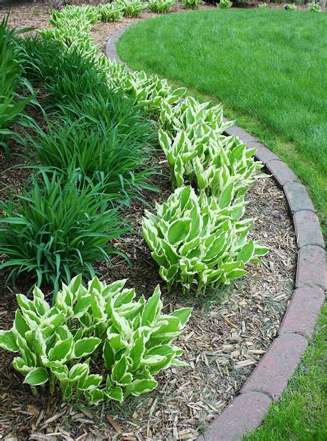 Hostas And Daylilies Easy Landscaping Front Yard Landscaping Design