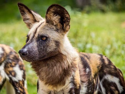 Selective Focus Closeup Shot Of A Spotted Wild African Dog In A Green