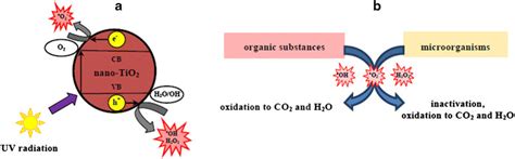 ROS Generation And Its Effects Mechanism Of Reactive Oxygen Species