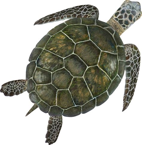 Sea Turtle Cartoon Png