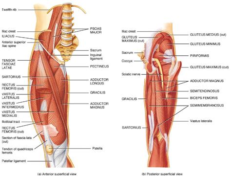 The different anatomical areas of the gluteal region: Hip Joint Anatomy | Bone and Spine
