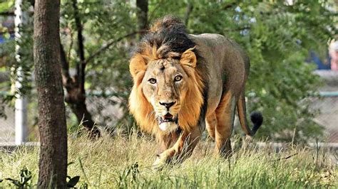 The Big Roar Gujarats Asiatic Lion Count Rises To 674 In 2020